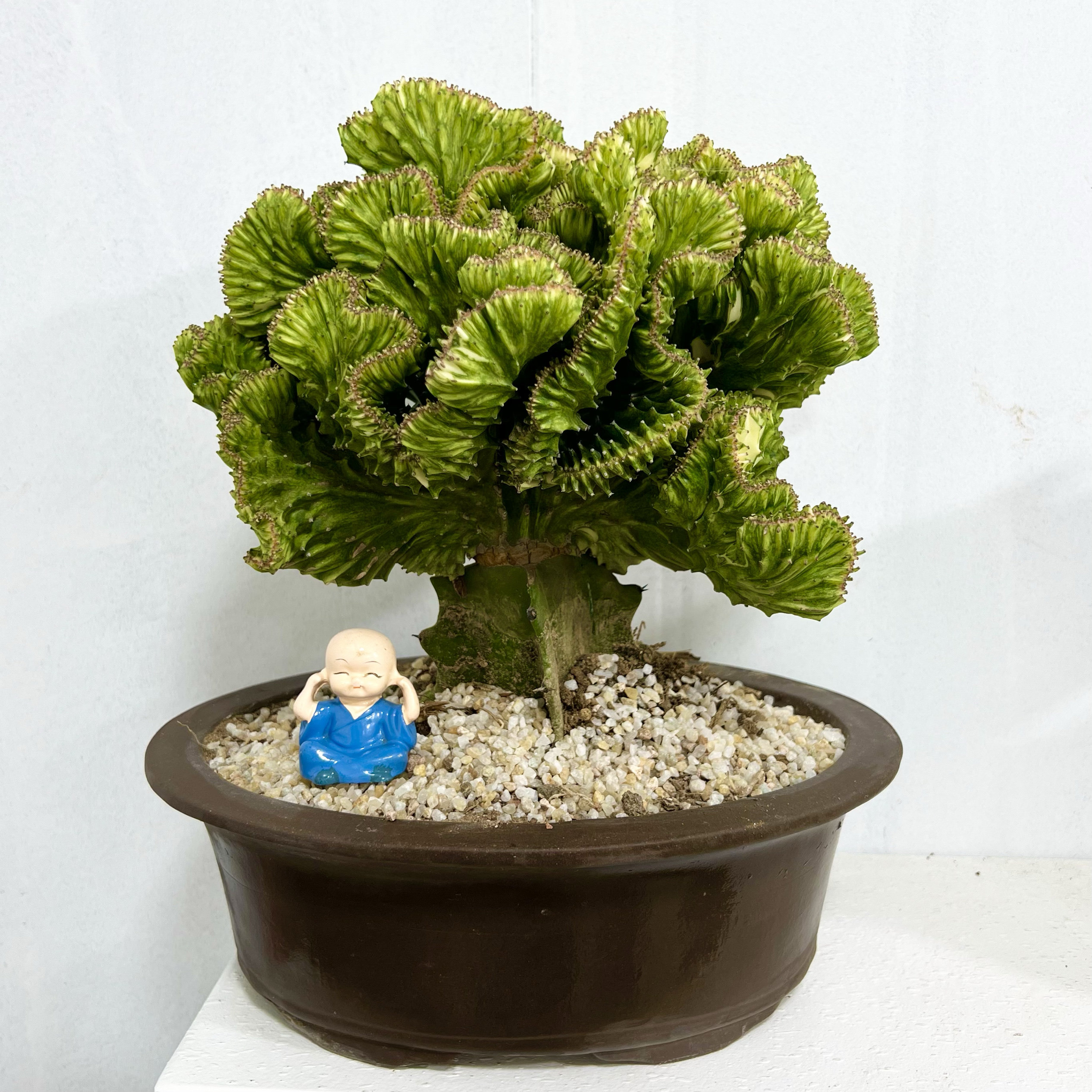 沙生植物彩麒麟黄色麒麟盆景黄龙骨缀化多肉植物仙人掌麒麟掌阳台