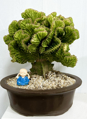 沙生植物彩麒麟黄色麒麟盆景黄龙骨缀化多肉植物仙人掌麒麟掌阳台