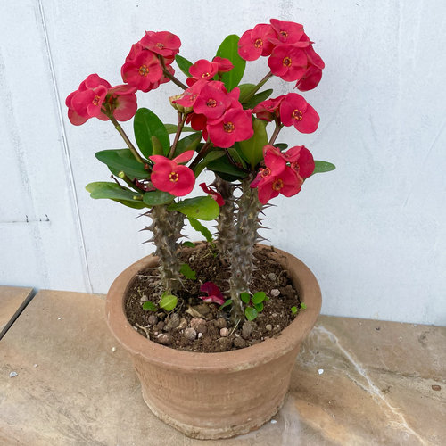 海棠花红花虎刺梅庭院开花