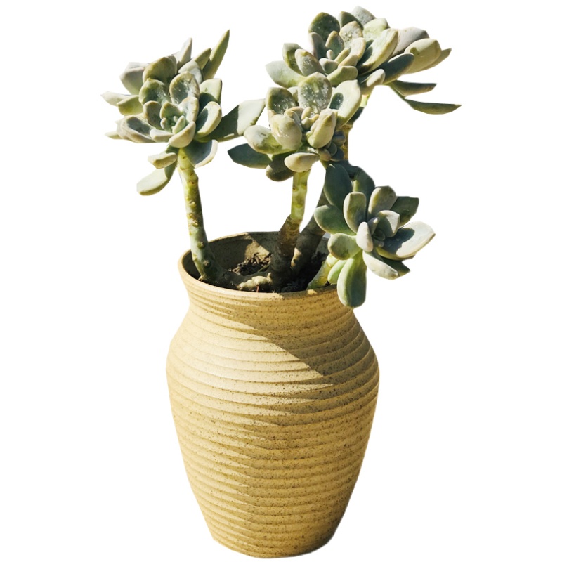 大型多肉植物价格 大型多肉植物图片 星期三