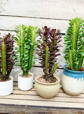 大号红龙骨花仙人掌盆栽室内客厅阳台易养护耐旱多肉植物紫龙骨