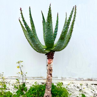 元宝芦荟非洲鬼切芦荟盆栽室内阳台植物庭院景观栽培简单净化空气