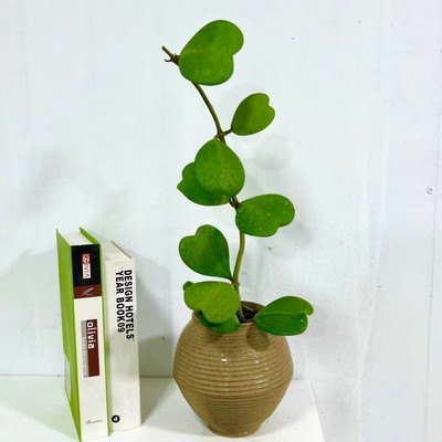 心叶球兰室内绿植盆栽净化空气