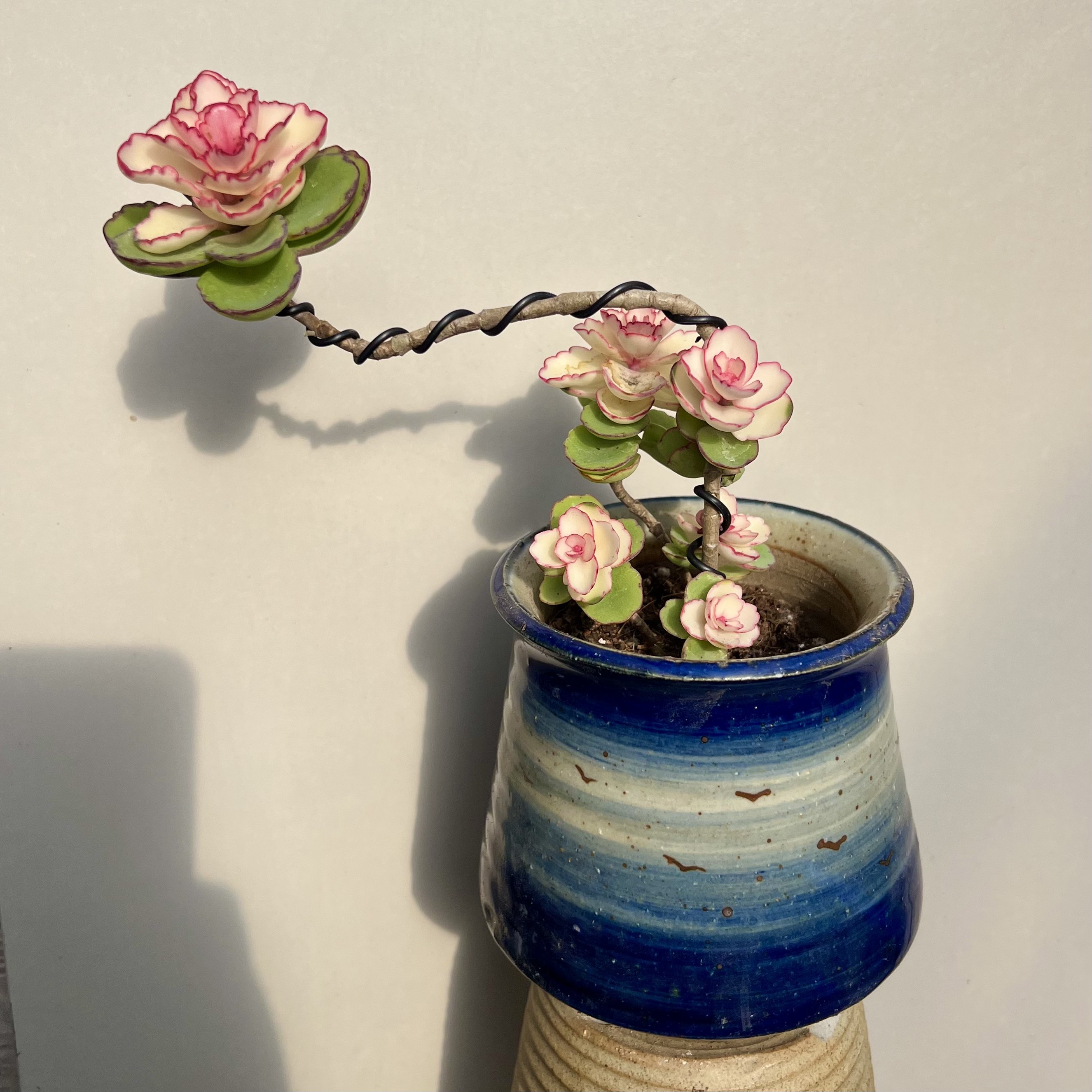 粉色锦绣牡丹多肉植物木质老桩绿植盆栽新手好养盆栽庭院露养药锦