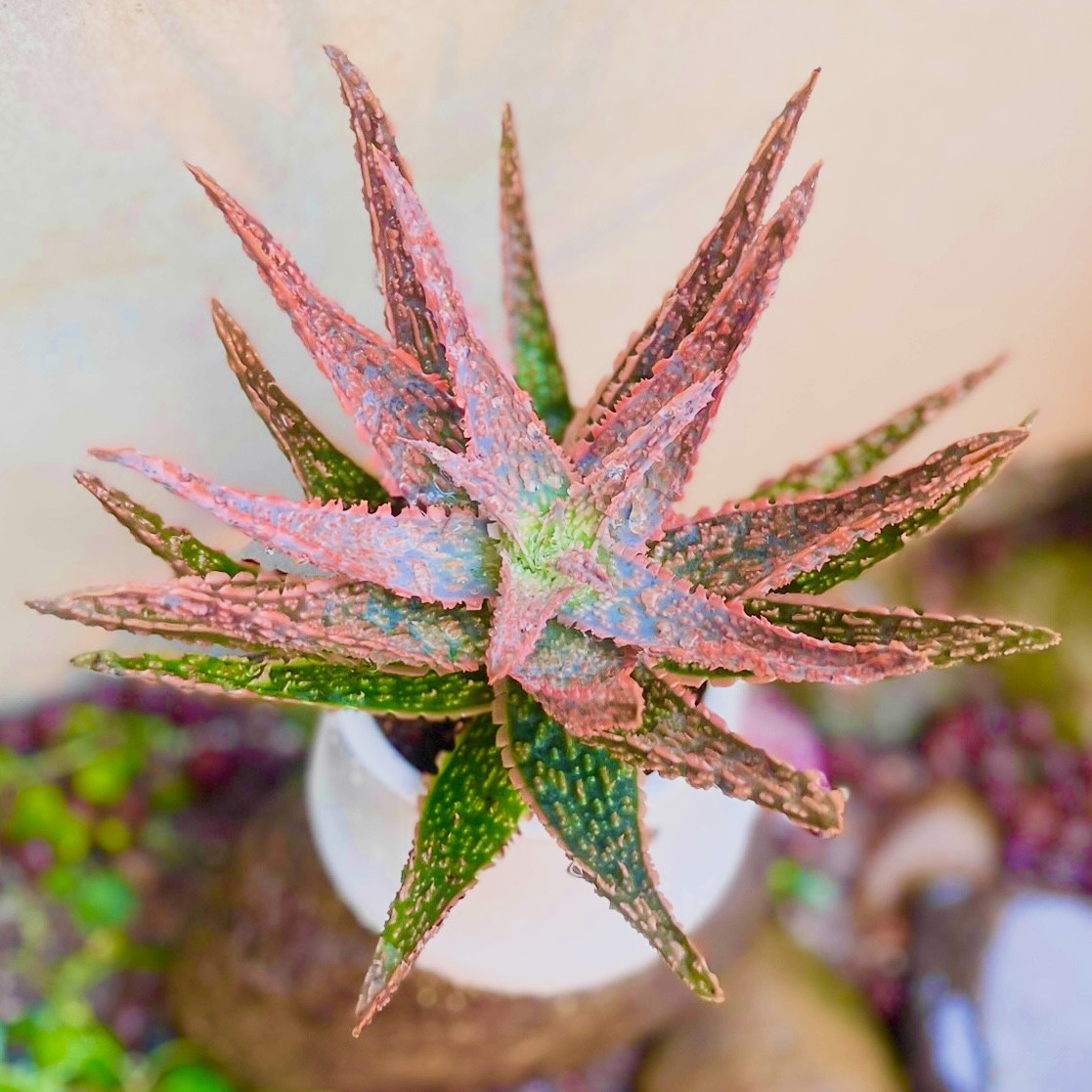 圣诞红芦荟多肉植物海星芦荟室内净化空气盆栽绿植造景植物