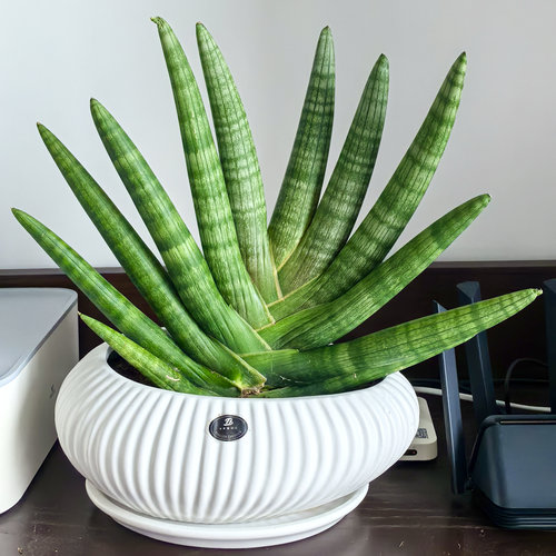 室内好养盆栽佛手虎皮兰阳台好养