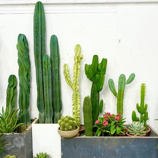 一站买齐仙人掌景观植物沙生植物庭院造景植物沙漠风耐热耐旱好养