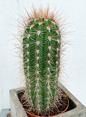 沙生植物造景仙人柱武伦柱仙人掌长刺景观植物幸福柱耐高温庭院