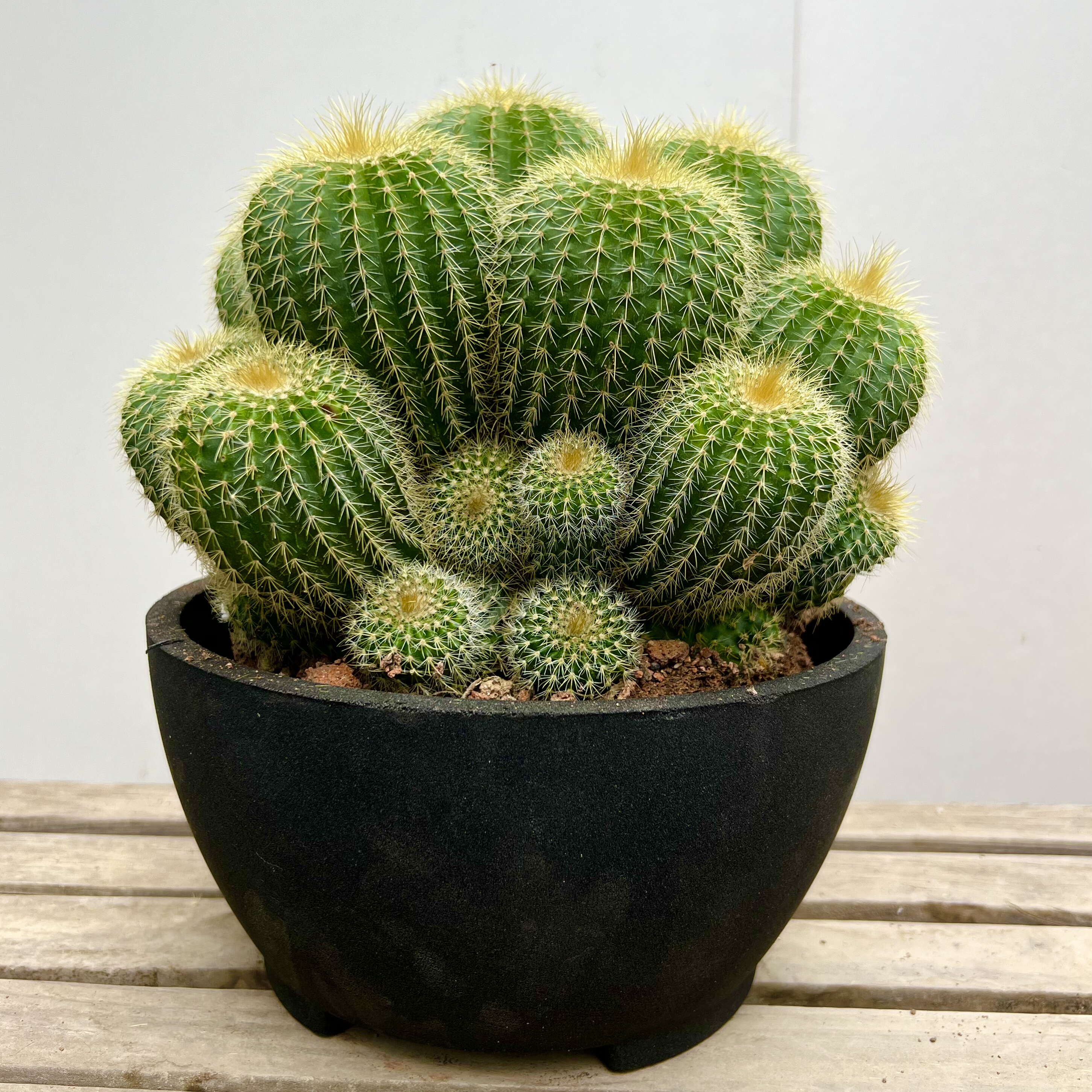 仙人球盆栽金冠大群生夏季好养阳台庭院沙生植物造景耐热耐旱黄花