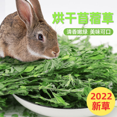 2023年紫花新草兔子饲料苜蓿草