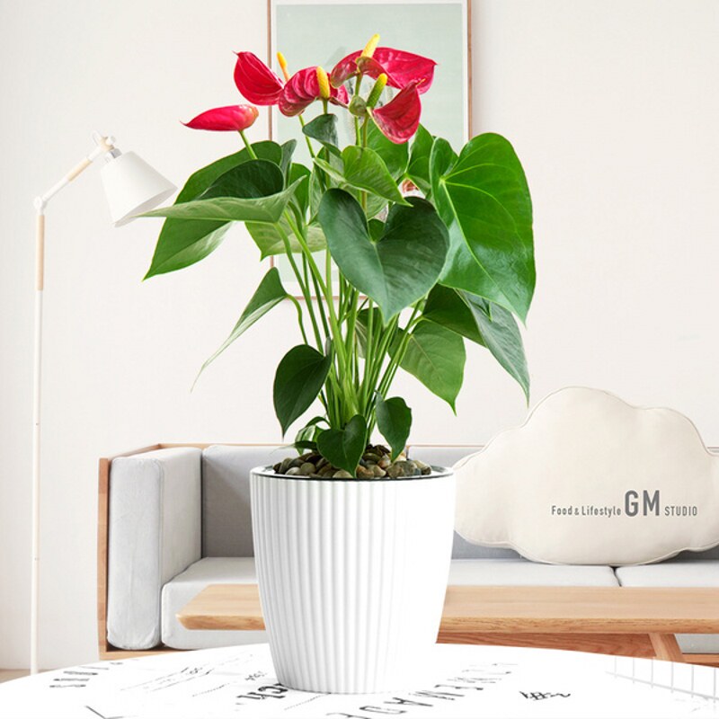 火鹤红掌室内植物带花苞盆栽上海同城年宵花卉开业春节客户送礼
