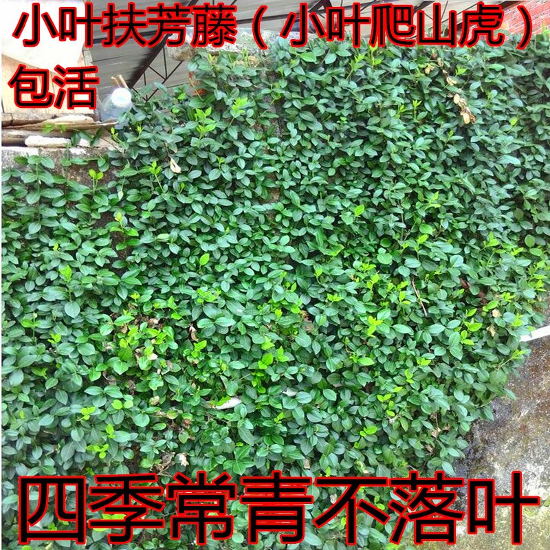 四季常青耐寒庭院爬藤小叶扶芳藤苗攀缘植物爬山虎护坡绿化工程苗