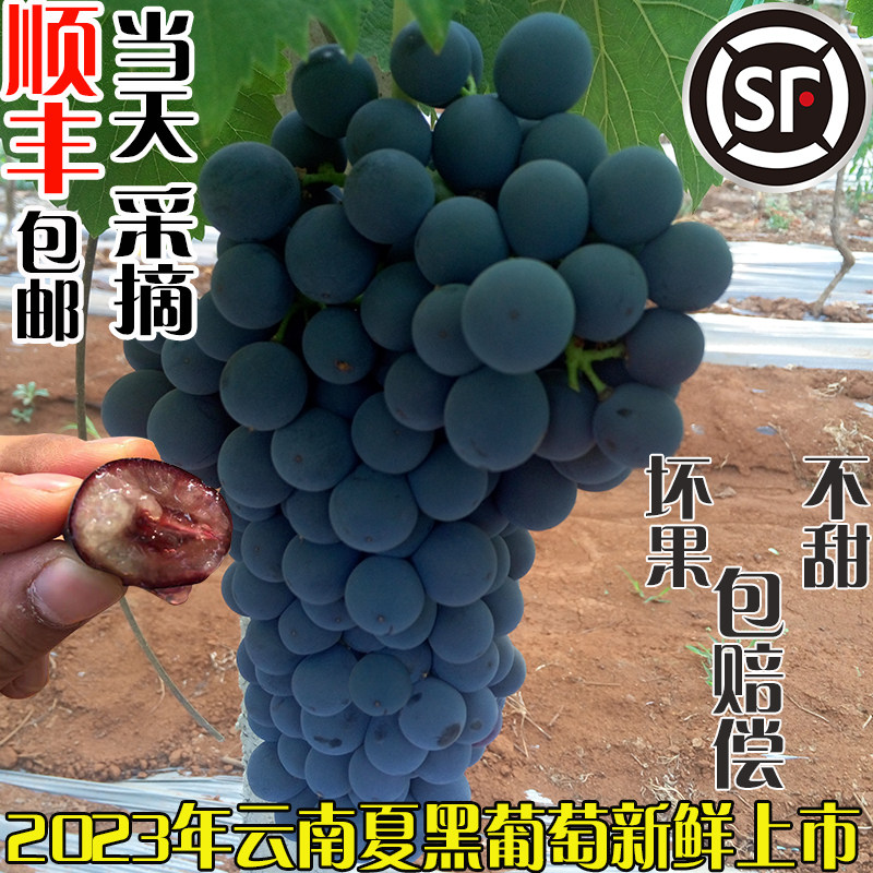 新鲜水果云南夏黑葡萄  无籽鲜甜汁多 顺丰包邮抢先品尝3斤5盒装