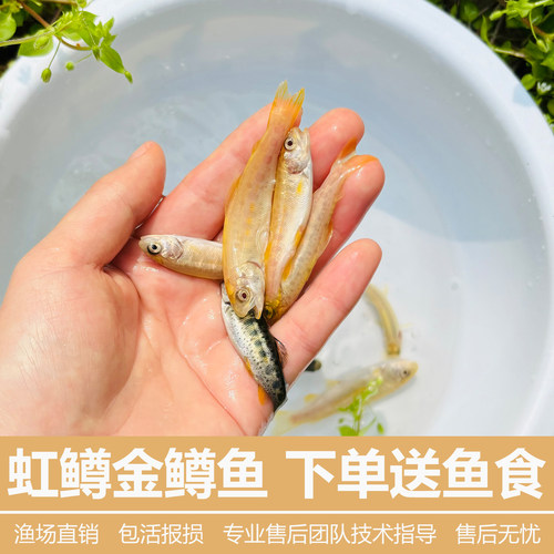 虹鳟鱼苗三文鱼苗淡水养殖食用鱼活体金鳟鱼苗观赏鱼包邮渔场直销