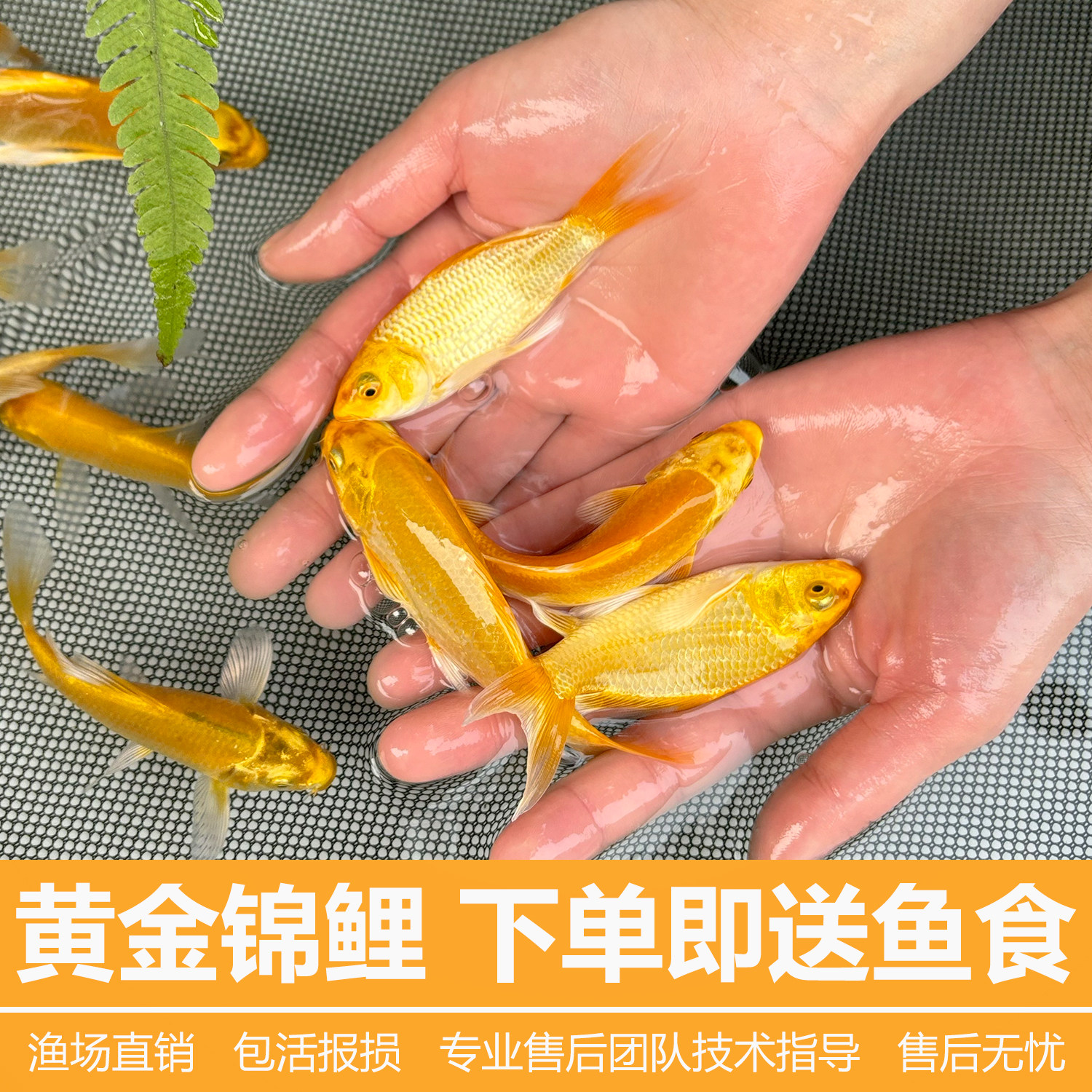 黄金锦鲤鱼红草鱼小金鱼淡水鱼好养耐活冷水鱼黄金龙凤锦鲤观赏鱼