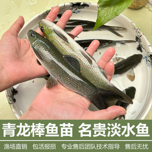 青龙棒鱼苗青鳞鱼华麟鱼原生鱼稀有淡水鱼广温鱼性观赏鱼川华鲮鱼