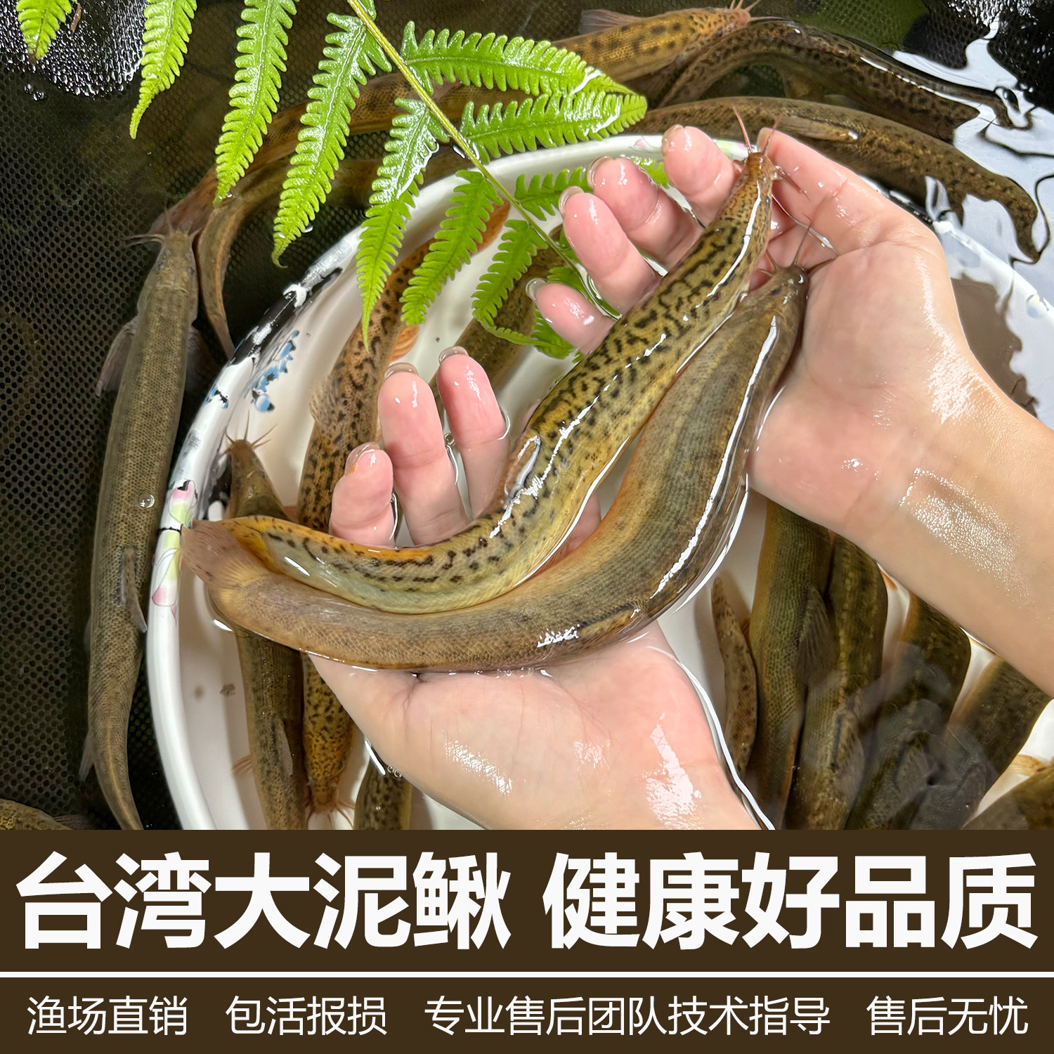 台湾泥鳅苗大活活饵圆鳅鲜活活体喂食观赏鱼台鳅淡水鱼苗大号批发