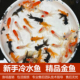 金鱼活鱼观赏鱼包活小型淡水好养冷水鱼鱼苗新手小金鱼兰寿锦鲤