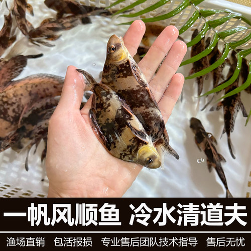 胭脂鱼苗淡水养殖食用冷水一帆风顺美人鱼冷水工具鱼观赏鱼清洁鱼