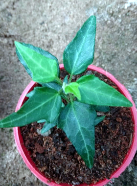 常春藤 钻石翡翠  Hedera Helix “Masonry Jadeite” 稀有品种