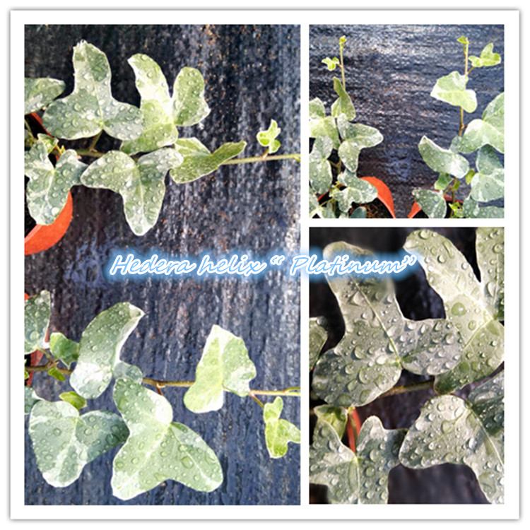 常春藤 铂金  Hedera helix “Platinum” 稀有品种