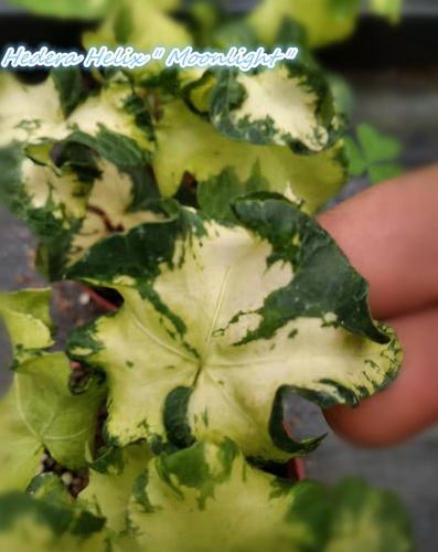 常春藤 月光灯 Hedera Helix Moonlight 稀有品种