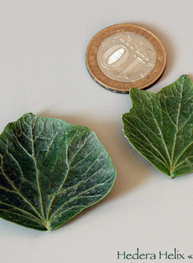 常春藤  扇贝 Hedera helix  'Cockleshell' 稀有品种