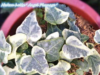 常春藤  天使的羽衣  Hedera helix ' Angel Plumage ' 稀有品种