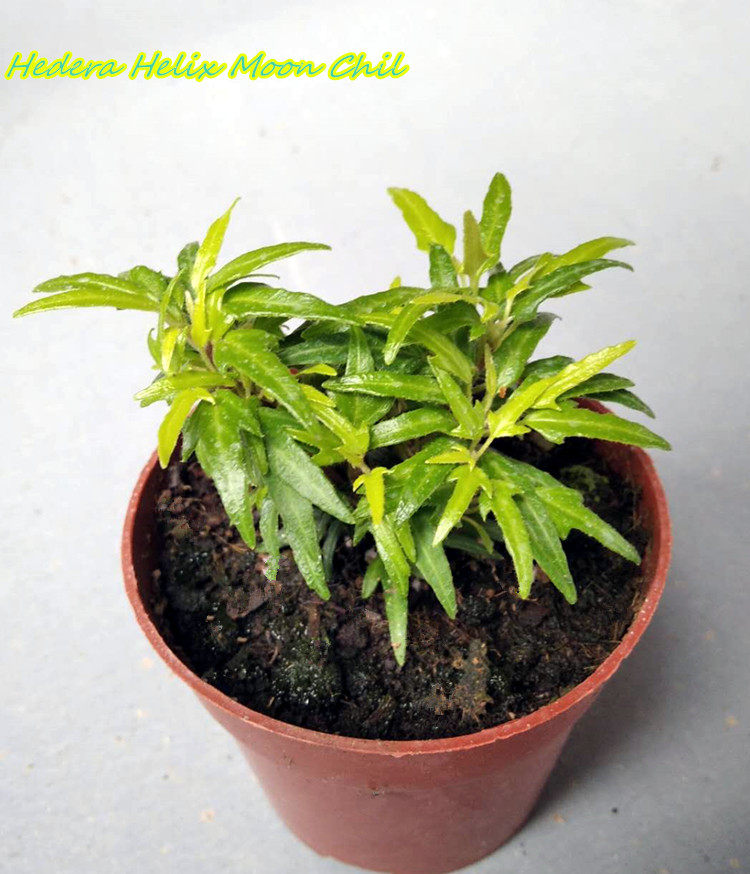 常春藤 月小孩 Hedera Helix Moon Chil 稀有品种