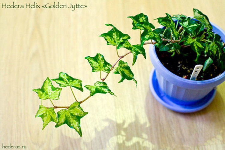 常春藤 杰特 hedera helix golden jytte 炼金术师  稀有品种