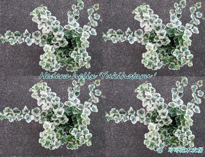 常春藤 雪萤  Hedera helix 'Yukihotaru ' 稀有品种 雪莹