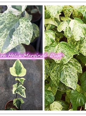 常春藤 边尘 Hedera Helix Marginal Dust 稀有品种