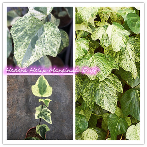 常春藤 边尘 Hedera Helix Marginal Dust 稀有品种