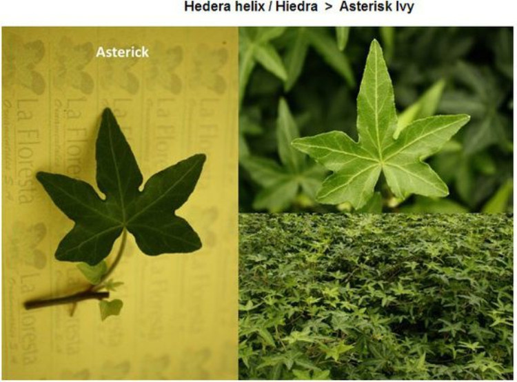 常春藤 星章Hedera helix 'Asterisk 稀有品种