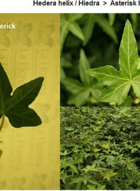 常春藤 星章Hedera helix 'Asterisk 稀有品种