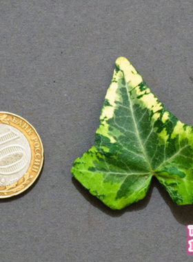 常春藤  金色蜂鸟Hedera Helix ?Golden Kolibri? 稀有品种