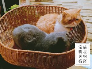 藤编猫窝夏季猫屋四季通用泰迪狗窝猫房子猫架玩具猫爬架别墅宠物