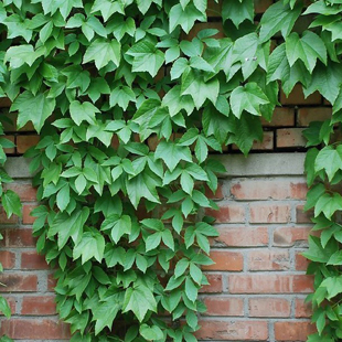 地锦苗 爬山虎苗-爬墙虎-墙的绿装 爬墙高手-