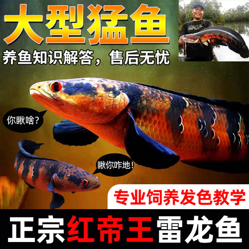 蓝宝石雷龙鱼鬼王巴卡蛇头南鳢