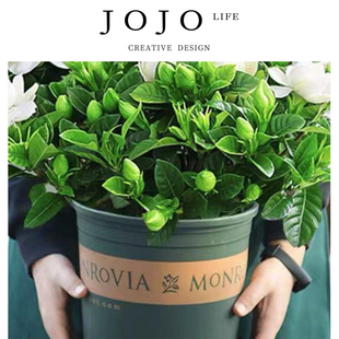 佣鞋 JOJO PD.Hire.绿植栀子花盆栽花卉植物室内花苞阳台