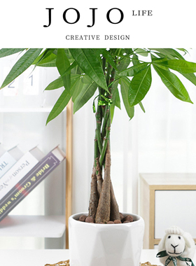 JOJO'S L. PD.Plowing.五辫发财树植物绿植桌面盆栽四季 | 陶恬