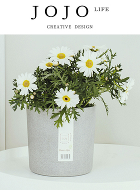 JOJO'S L. PD.Crispy.花盆ins简约陶瓷塑料样板间摆设家居 | 脆刘