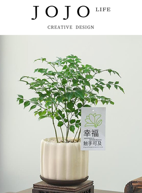 JOJO'S L. PD.mosquito.幸福树盆栽桌面客厅绿植物四季常青 |那蚊
