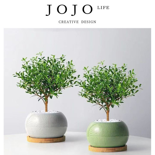 JOJO'SLIFEPD金丝楠国风小盆栽