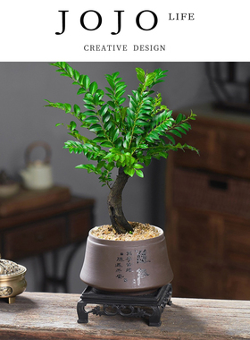 JOJO'S L. PD.Erosion.绿植小叶紫檀盆景老桩植物室内茶几 | 蚀蔓