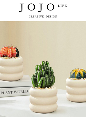 JOJO'S L. PD.Several.多肉植物室内小盆栽客厅桌面仙人球 | 数声