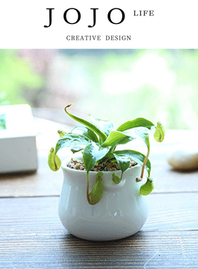 JOJO'S L. PD.Cheek.大捕蝇草盆栽猪笼草苗茅膏菜食虫植物 | 腮腐