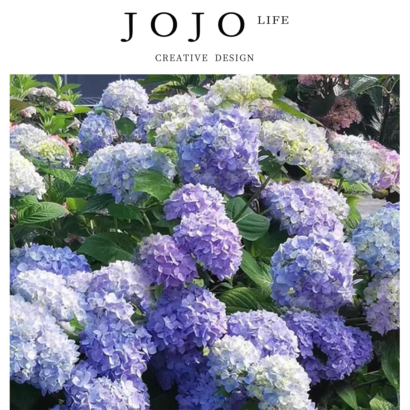 JOJO'SLIFEPD绣球花苗花盆栽植