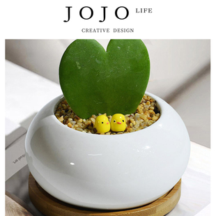 PD.Kneel.一片心多肉小盆栽创意礼物耐阴绿植 蹲乌 JOJO