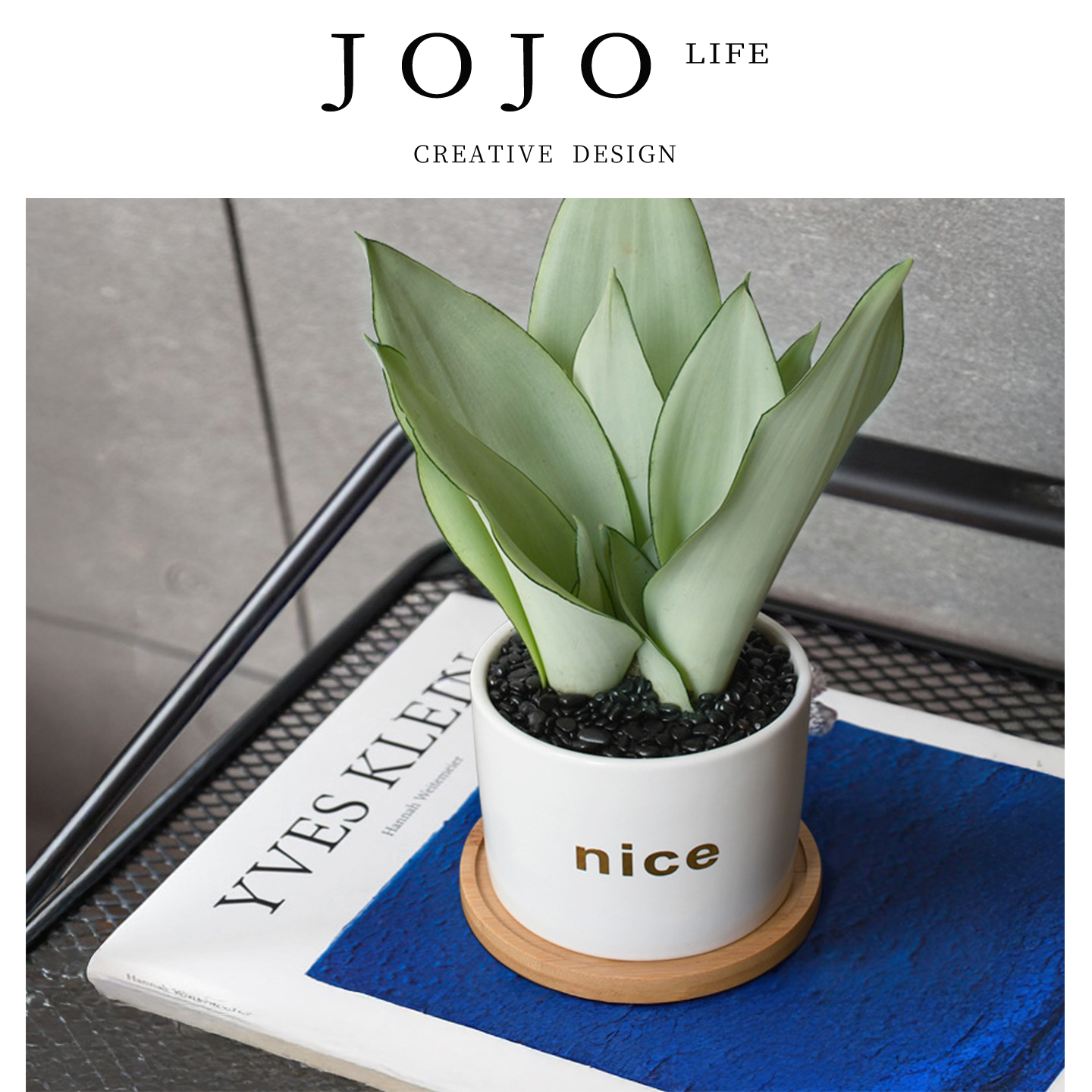 JOJO'SLIFEPD白玉虎皮兰小盆栽